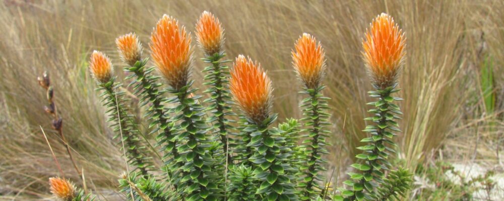 Planmtas medicinales peru
