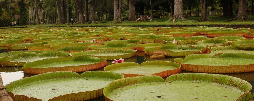 foglie giganti Amazzonia Perù